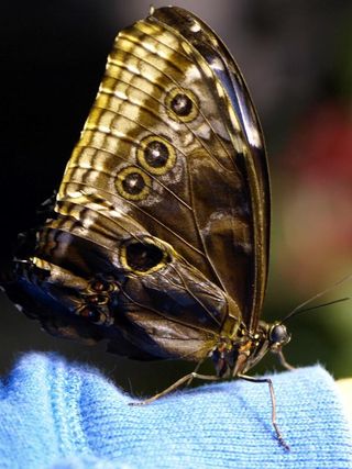 Butterfly closeup